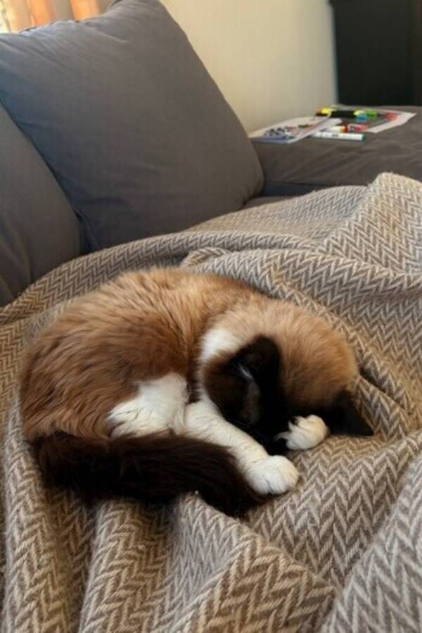 Katt - Bella katt ragdoll