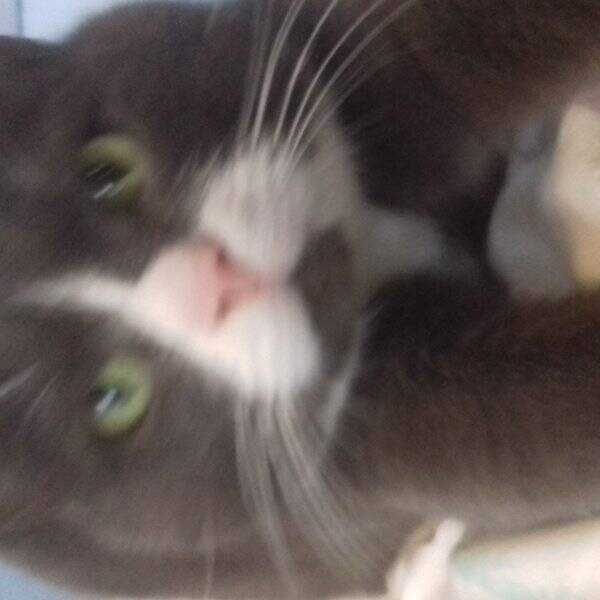 Katt - Katten Laban 
