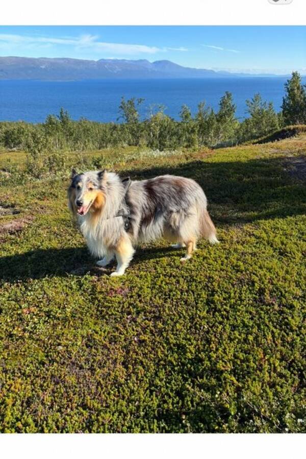 Hund - Lnghrig collie