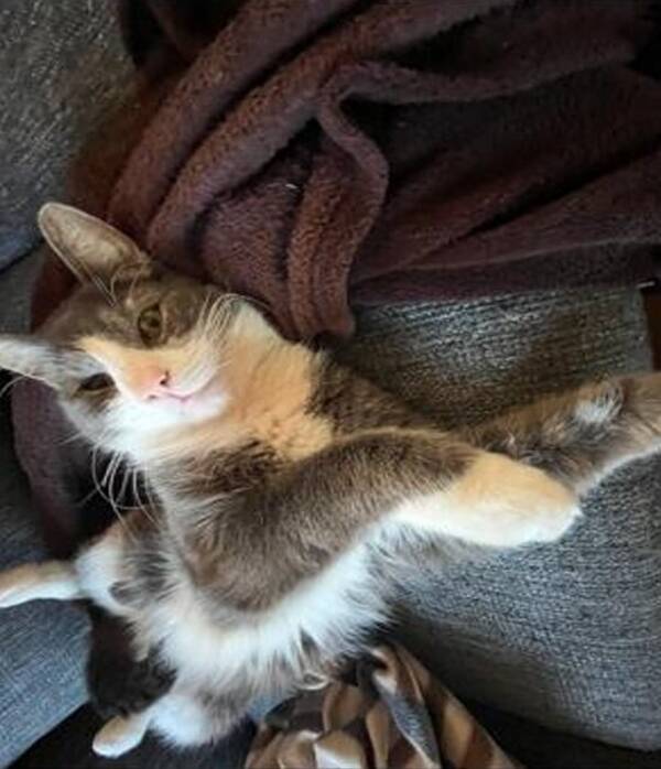 Katt - Sibbi och Kasper