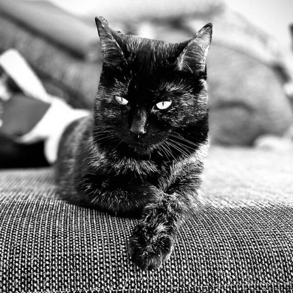 Katt - Unika lugna katten Kiara