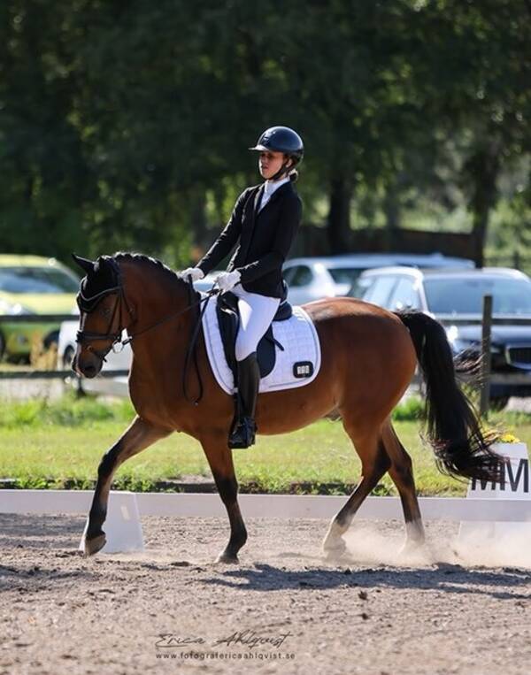 vrigt - Ponnyn Charmeur 