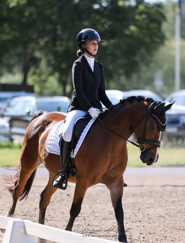 vrigt - Ponnyn Charmeur 