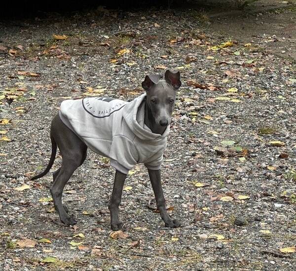 Hund - Nelson, Italiensk vinthund.  