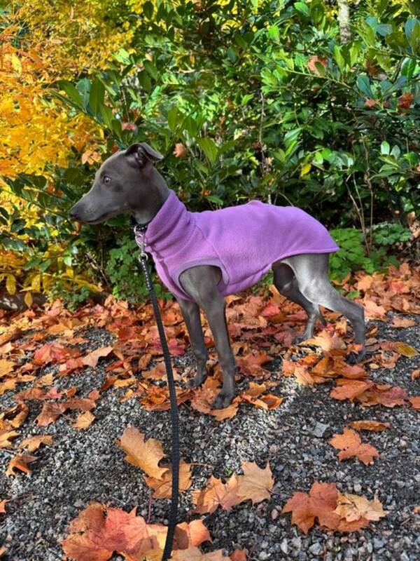 Hund - Nelson, Italiensk vinthund.  