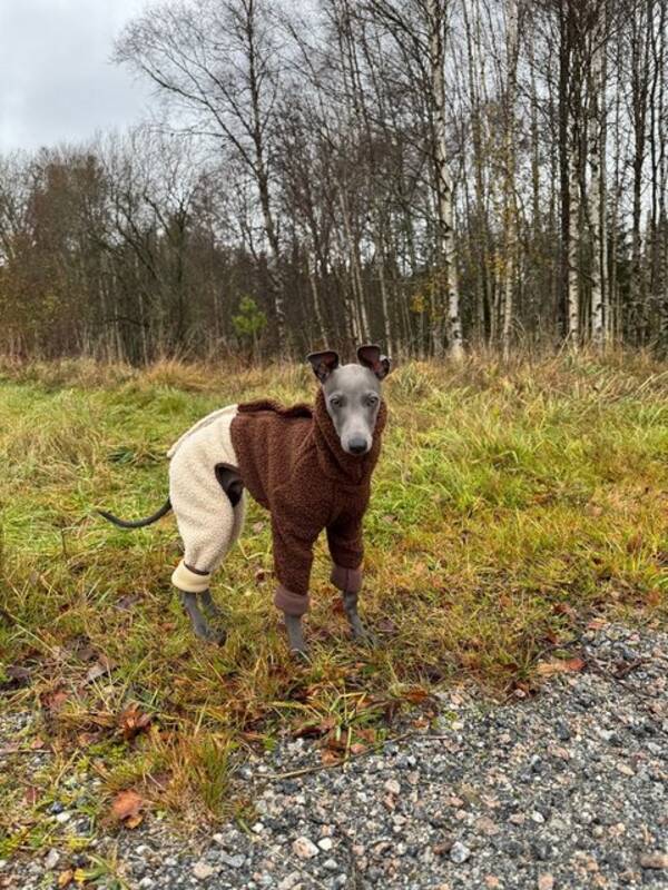 Hund - Nelson, Italiensk vinthund.  