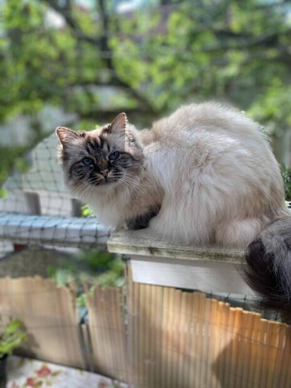 Katt - Helig Birmakatt