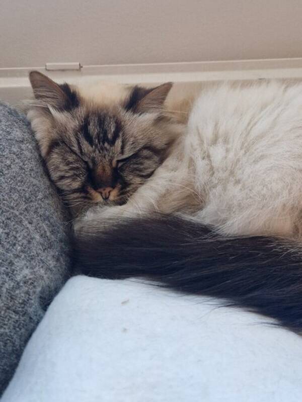 Katt - Helig Birmakatt