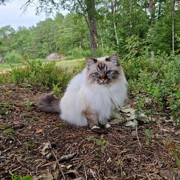 Katt - Helig Birmakatt