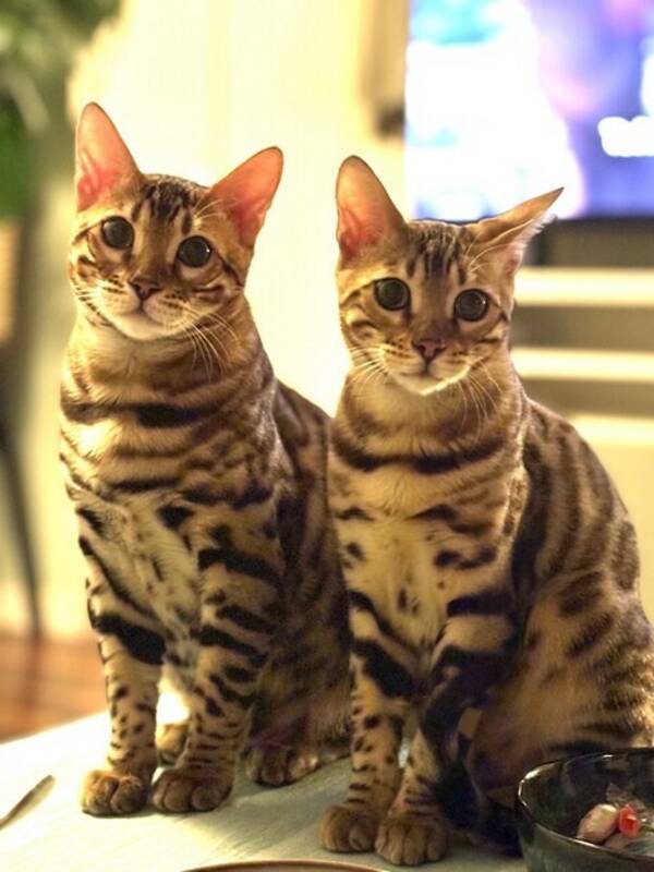 Katt - Atlas & Jackson