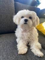 Maltese