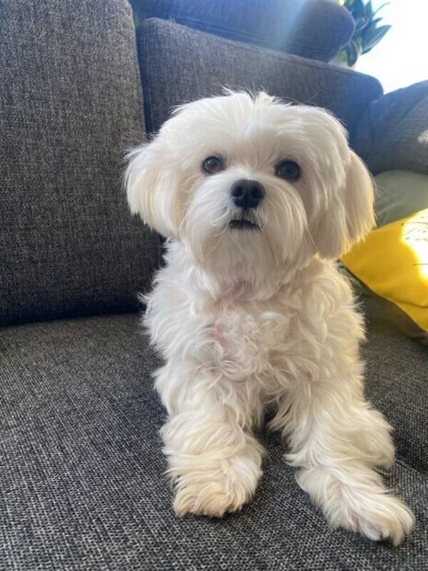 Hund - Maltese 
