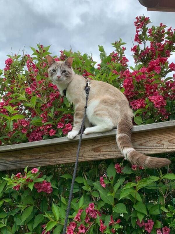 Katt - Katten Speedi