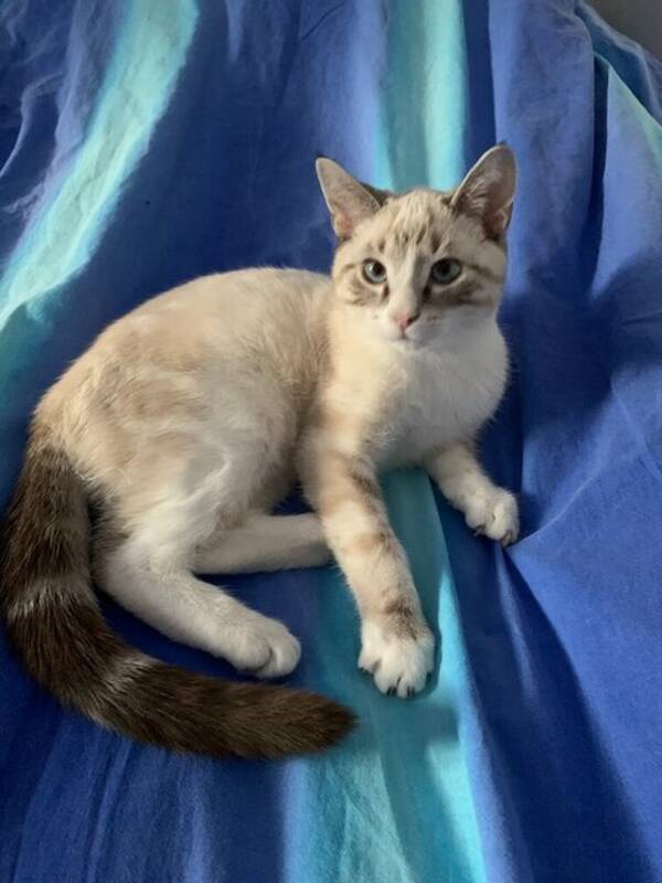 Katt - Katten Speedi