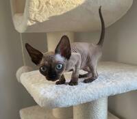 Devon Rex katt