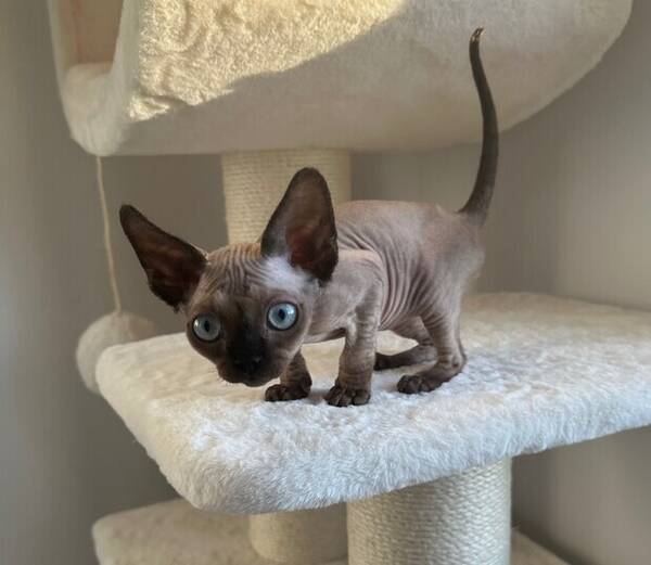 Katt - Devon Rex katt