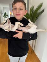 Vit devon Rex