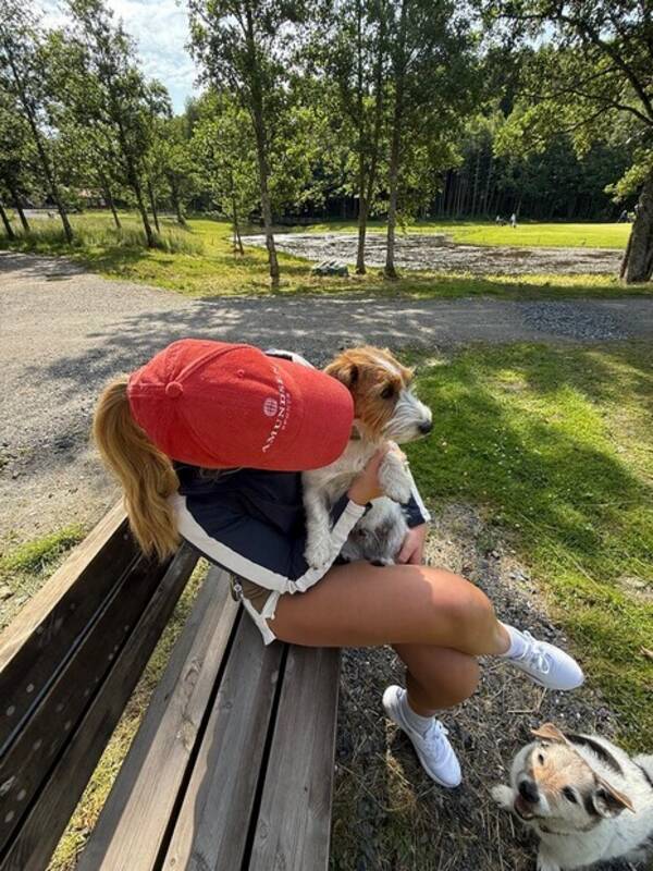 Hund - Jack Russel terrier