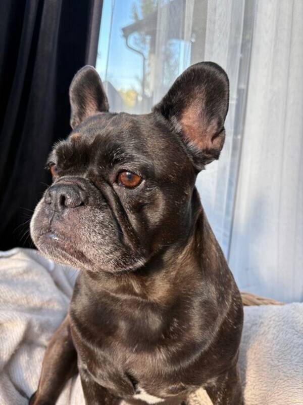 Hund - Fransk bulldog Mrta 