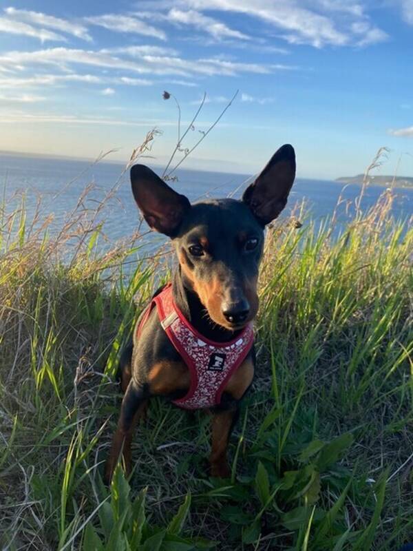 Hund - Dvrgpinschern Milo