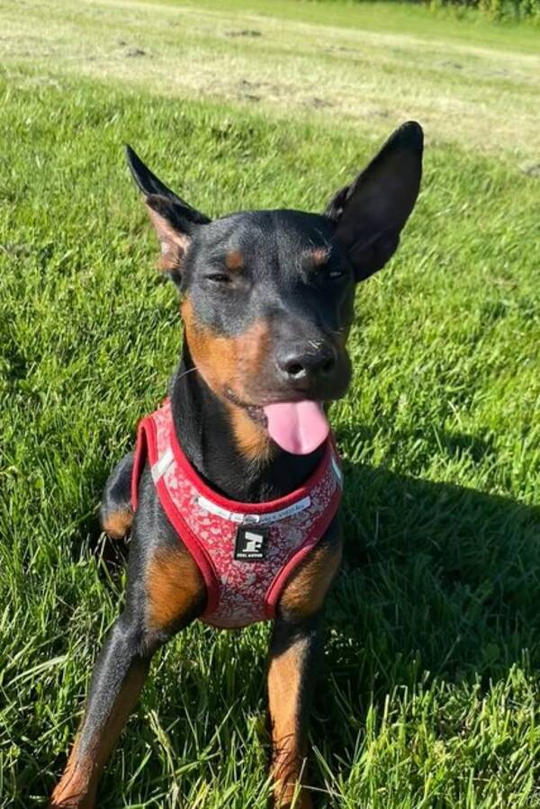 Hund - Dvrgpinschern Milo