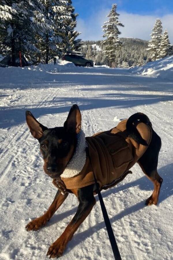 Hund - Dvrgpinschern Milo