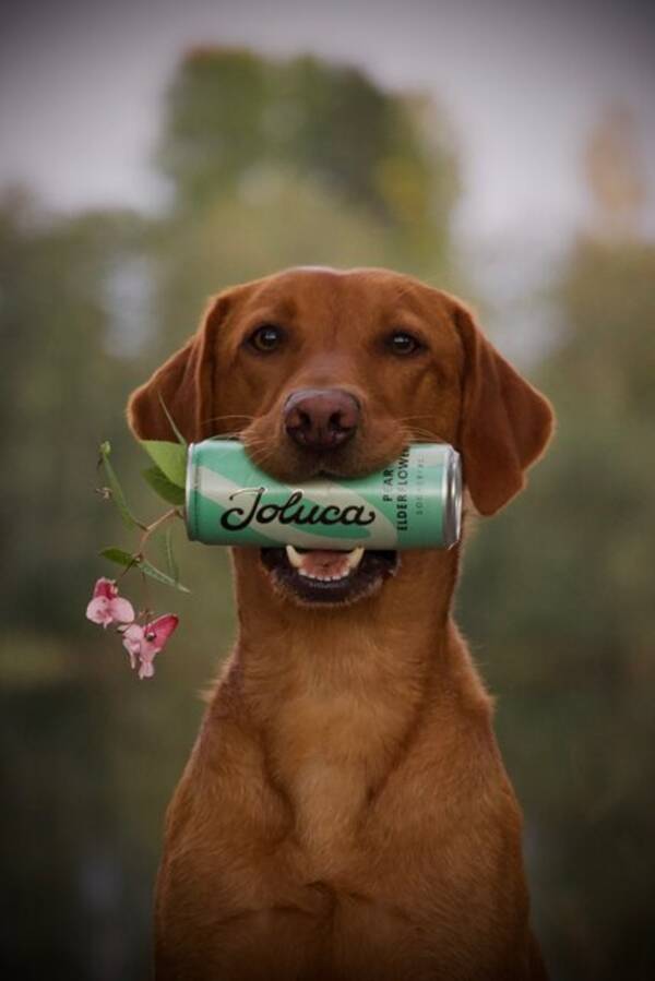 Hund - Labradoren Daisy 