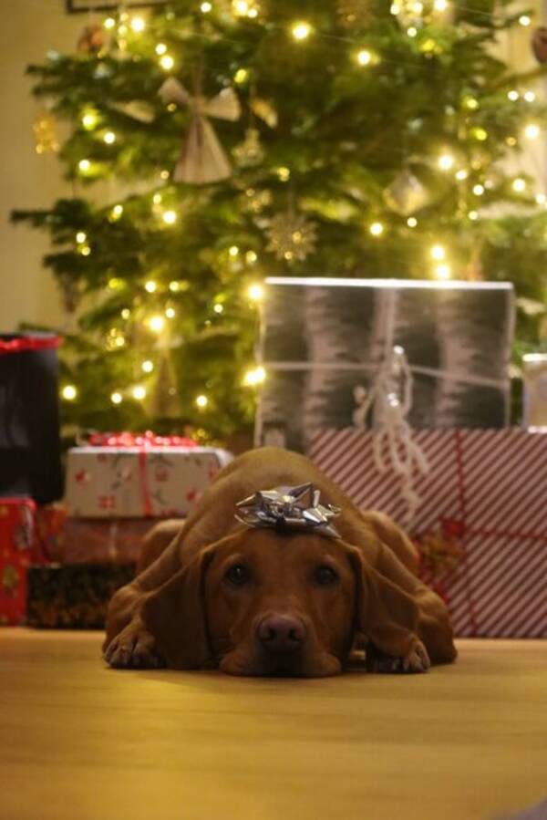Hund - Labradoren Daisy 