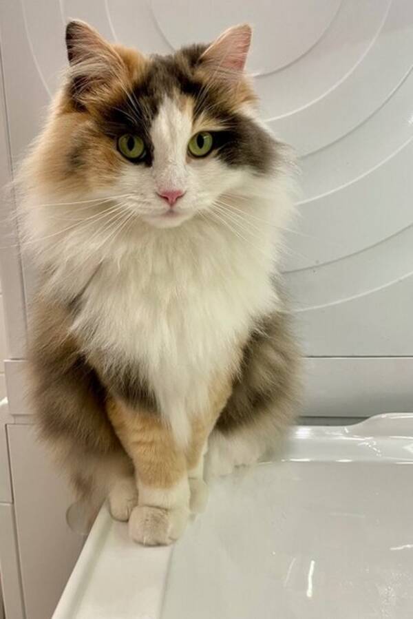 Katt - Ragdoll/Norsk Skogskatt, Bodil 