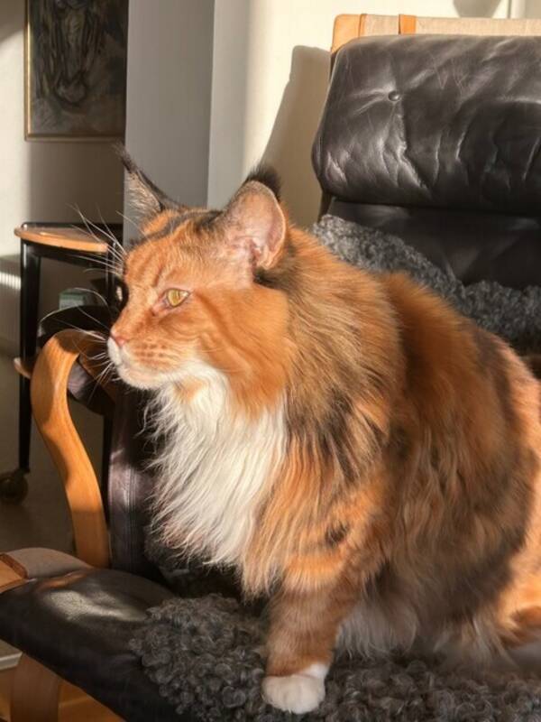 Katt - Maincoon