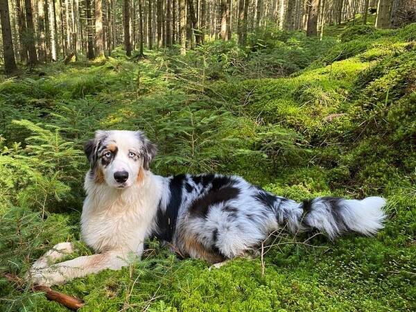 Hund - Aussien  Luna