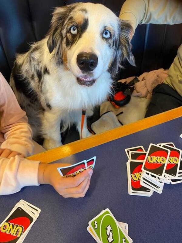 Hund - Aussien  Luna