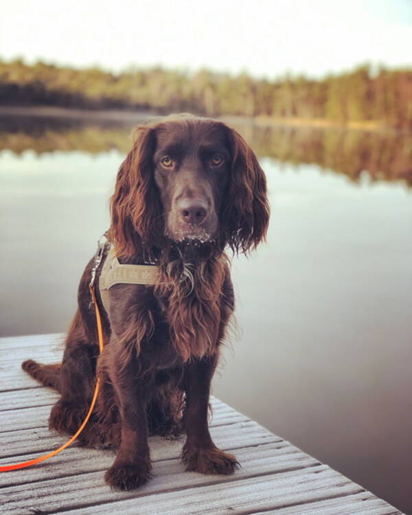 Hund - Wachtelhunden Cash 