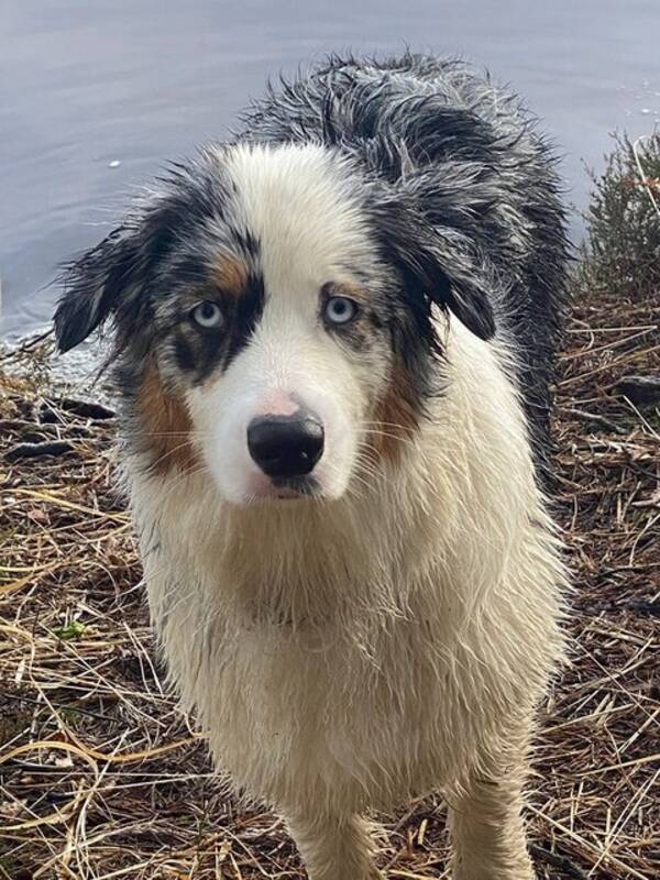 Hund - Aussien  Luna