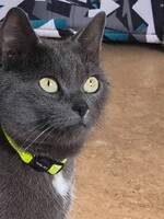 Laura Croft. Blyerts grå och lite vit