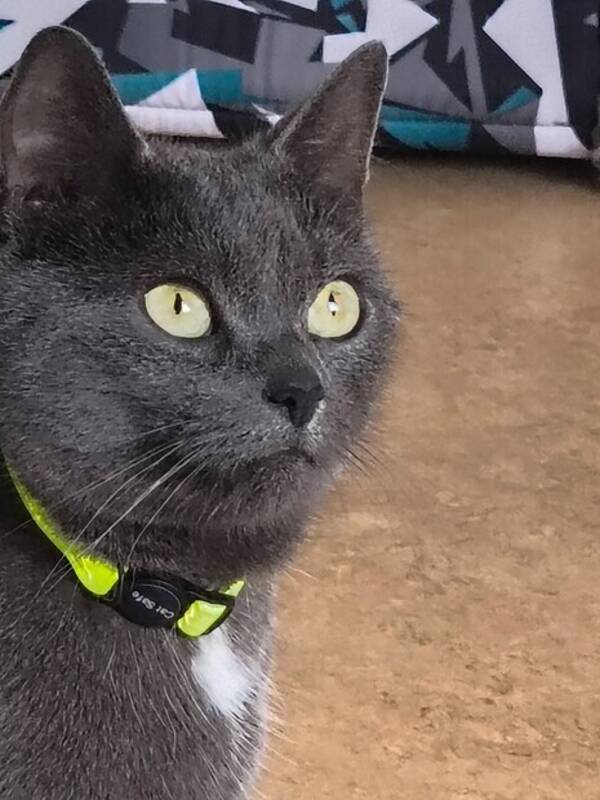 Katt - Laura Croft. Blyerts gr och lite vit