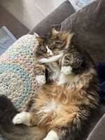 Norsk Skogskatt / Main Coon