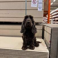 Cocker Spaniel Pastuzo