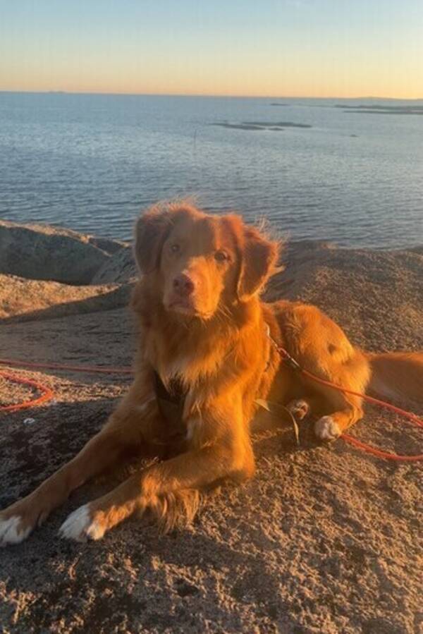 Hund - Toller retriever - Elmer