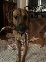 Rhodesian Ridgebacken Simcha