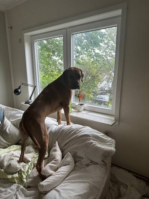 Hund - Rhodesian Ridgebacken Simcha