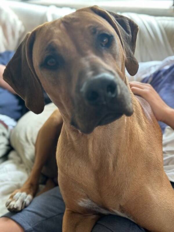 Hund - Rhodesian Ridgebacken Simcha