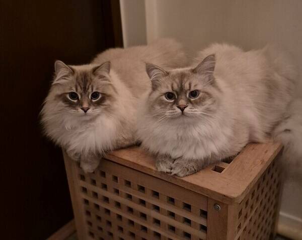 Katt - River och Sigge