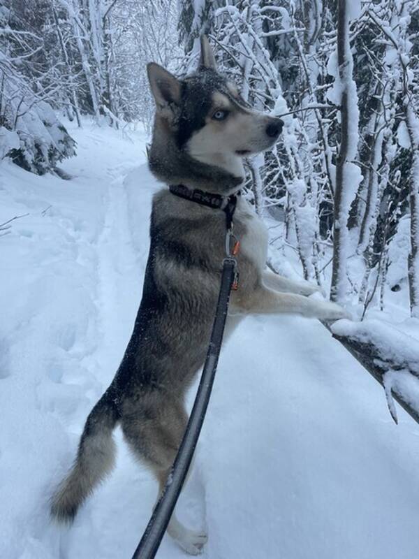 Hund - Alaskan huskey