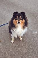 Shetland sheepdog