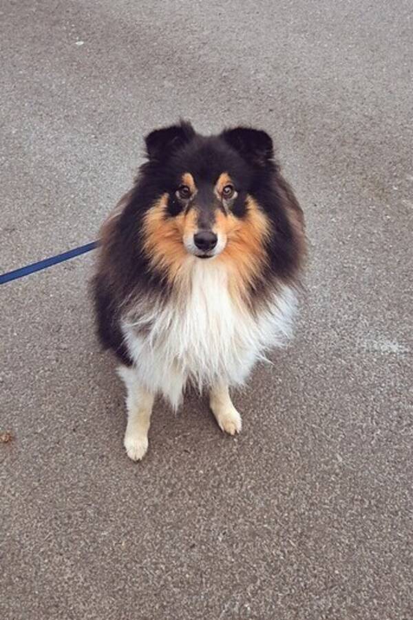 Hund - Shetland sheepdog