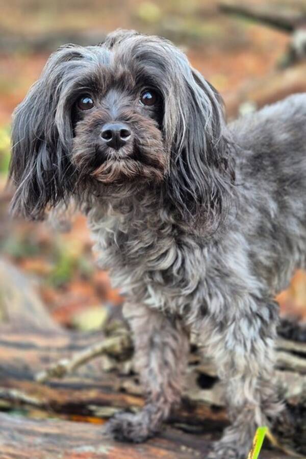 Hund - Papipoo, Tezzie