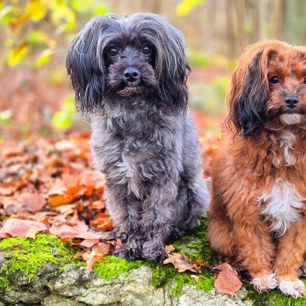 Hund - Papipoo, Tezzie