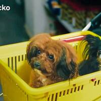 Hund:Papipoo, Kimmie