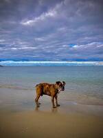 OLDE Old English bulldog